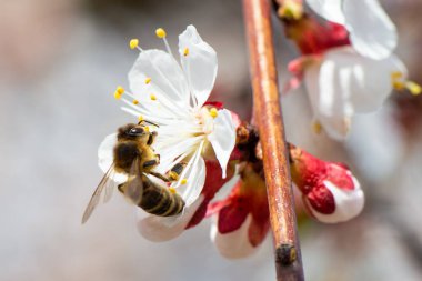Bahar. Bir bal arısı daldaki beyaz bir elma çiçeğinin üzerine oturdu, çiçekleri tozlaştırdı ve nektar topladı. Yüksek kalite fotoğraf