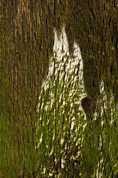 Fond Bois Brun Planche Bois Tronc Arbre Gros Plan Avec — Photo