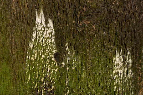 Fundo Madeira Marrom Placa Madeira Tronco Árvore Close Com Sinais — Fotografia de Stock