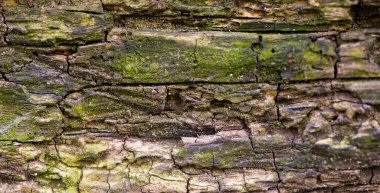 Ağaç kabuğu, çatlaklara ve yeşil yosunlara sahip. Yüksek kalite fotoğraf