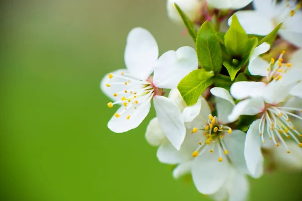 Белые Вишневые Цветы Ветке Зеленом Размытом Фоне Весной Цветут Прекрасные — стоковое фото