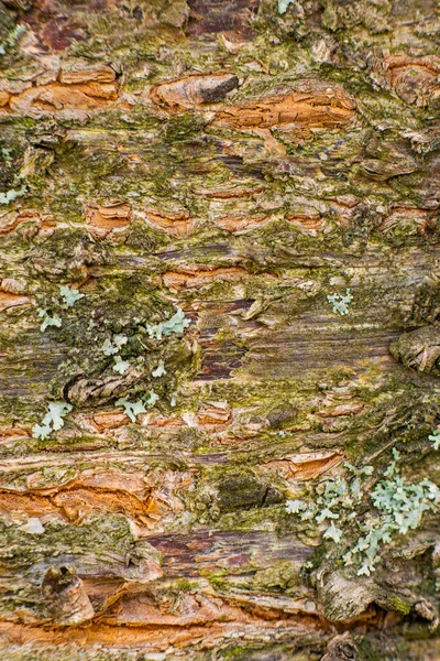 Boom Blaft Van Dichtbij Met Scheuren Groen Mos Hoge Kwaliteit — Stockfoto