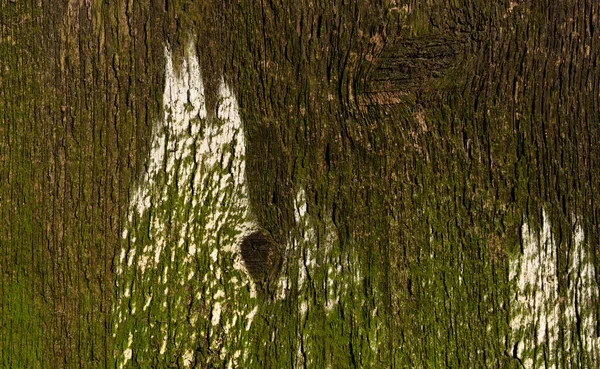Fundo Madeira Marrom Placa Madeira Tronco Árvore Close Com Sinais — Fotografia de Stock