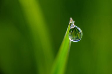 Sabah çiğ tanelerinin yakın çekimi ya da yeşil çimlerin üzerindeki yağmur damlaları, arka planda bokeh ve bulanıklık. Yüksek kalite fotoğraf