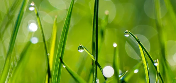 Nahaufnahme Von Grünen Grashalmen Mit Tau Oder Regentropfen Auf Einem — Stockfoto