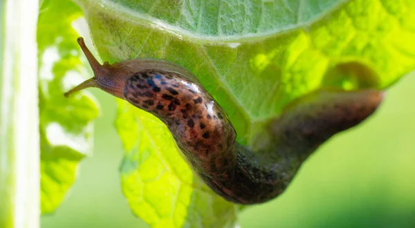 Büyük Uzun Bir Sümüklü Böcek Leopar Sümüklüböceği Limax Maximus Yeşil — Stok fotoğraf