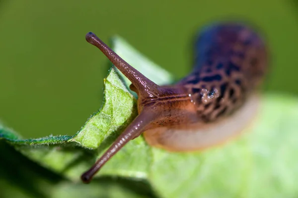 Kabuksuz Salyangoz Leopar Sümüklü Böcek Limax Maximus Limacidae Familyasından Yeşil — Stok fotoğraf