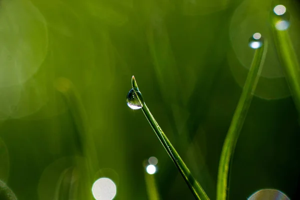 Крупный План Зеленых Травинки Капельками Росы Дождя Зеленом Размытом Фоне — стоковое фото