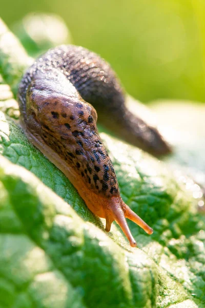 Large Long Slug Leopard Slug Limax Maximus Limacidae Family Crawling — Stock Photo, Image