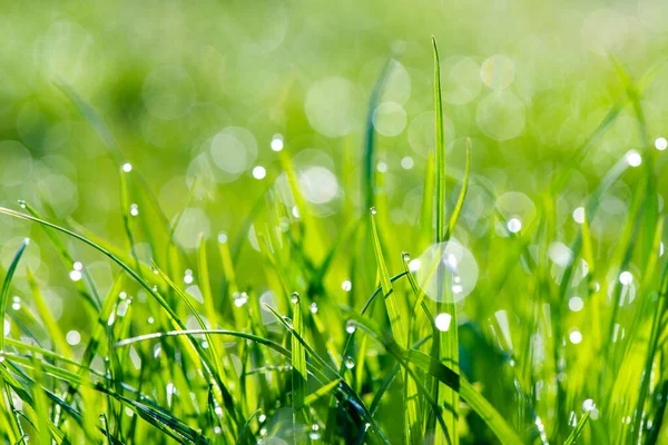 Morning Dew Close Dense Lush Green Grass Lawn Rain High — Stock Photo, Image