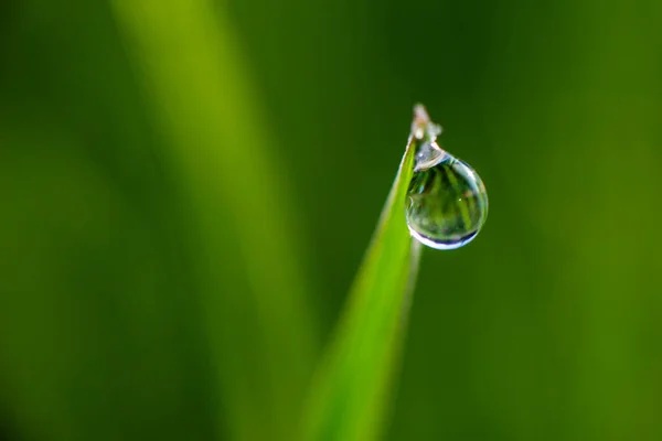 Nahaufnahme Von Morgentau Oder Regentropfen Auf Grünem Gras Hintergrund Mit — Stockfoto