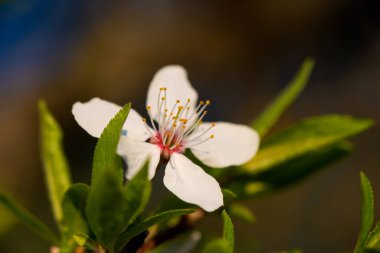 Baharda bir dalda beyaz bir kiraz çiçeği. Yüksek kalite fotoğraf