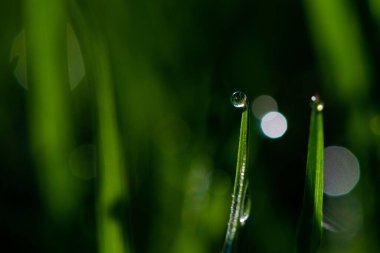 Yeşil çimen yaprakları yakın plan çiğ veya yağmur damlaları ile, yeşil bulanık arka plan. Yüksek kalite fotoğraf