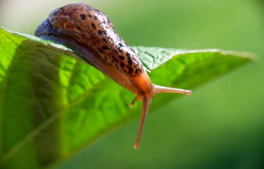 Kabuksuz salyangoz. Leopar sümüklü böcek Limax Maximus, Limacidae familyasından, yeşil yaprakların üzerinde sürünür. Bahar, Ukrayna, Mayıs. Yüksek kalite fotoğraf