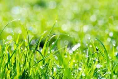 Sabah çiği, yakın plan. Yağmurdan sonra çimlerde yoğun yemyeşil çimenler. Yüksek kalite fotoğraf