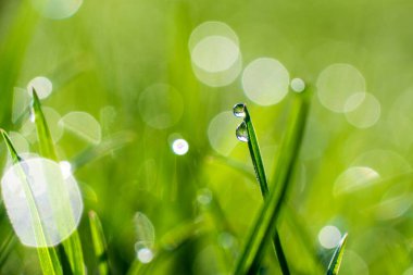 Yeşil çimen yaprakları yakın plan çiğ veya yağmur damlaları ile, güneş ışınları ve bokeh, yeşil bulanık arka plan. Yüksek kalite fotoğraf