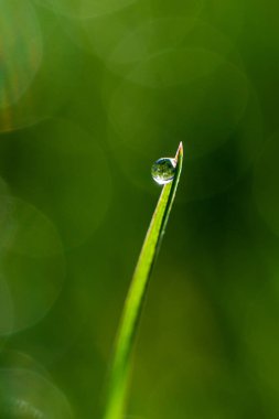 Sabah çiğ tanelerinin yakın çekimi ya da yeşil çimlerin üzerindeki yağmur damlaları, arka planda bokeh ve bulanıklık. Yüksek kalite fotoğraf