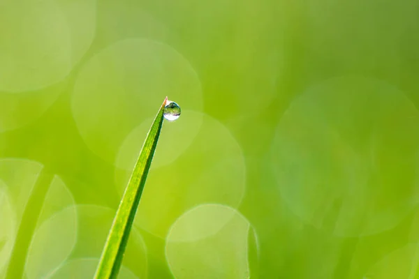 Nahaufnahme Eines Grünen Grashalms Mit Einem Tropfen Tau Oder Regen — Stockfoto