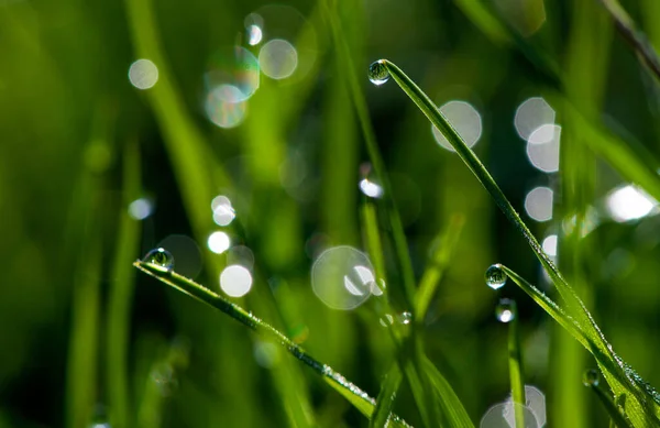 Nahaufnahme Von Grünen Grashalmen Mit Tau Oder Regentropfen Auf Einem — Stockfoto
