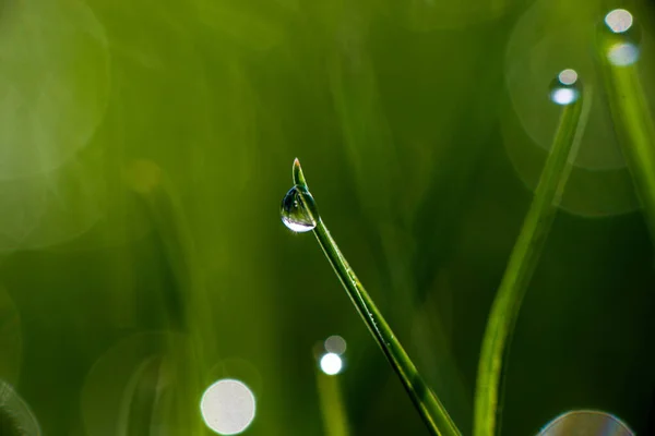 Крупный План Зеленых Травинки Капельками Росы Дождя Зеленом Размытом Фоне — стоковое фото