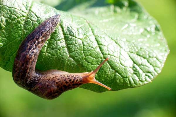 Улитка Раковины Leopard Slug Limax Maximus Семейство Limacidae Ползает Зелёных — стоковое фото