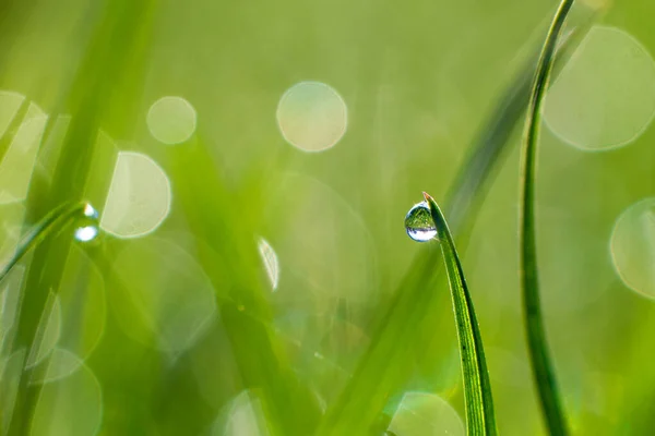 Zbliżenie Zielonych Źdźbła Trawy Kroplami Rosy Lub Deszczu Promieni Słonecznych — Zdjęcie stockowe