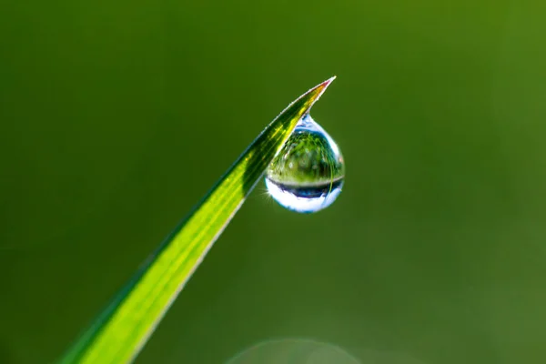 Nahaufnahme Von Morgentau Oder Regentropfen Auf Grünem Gras Hintergrund Mit — Stockfoto