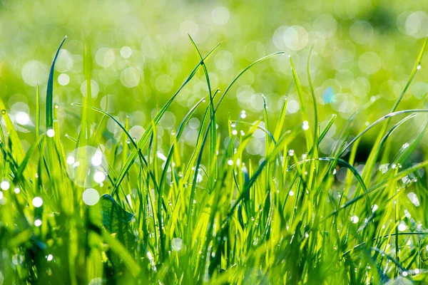 Poranna Rosa Zbliżenie Gęsta Zielona Trawa Trawniku Deszczu Wysokiej Jakości — Zdjęcie stockowe