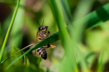 Bir bal arısı yeşil çimlerin üzerinde oturur. Yakın plan. Yüksek kalite fotoğraf