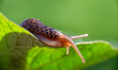 Kabuksuz salyangoz. Leopar sümüklü böcek Limax Maximus, Limacidae familyasından, yeşil yaprakların üzerinde sürünür. Bahar, Ukrayna, Mayıs. Yüksek kalite fotoğraf