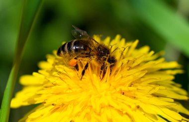 Bal arısı bahar sarısı karahindiba çiçeğinde nektar alır. Yüksek kalite fotoğraf