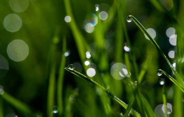 Yeşil çimen yaprakları yakın plan çiğ veya yağmur damlaları ile, yeşil bulanık arka plan. Yüksek kalite fotoğraf