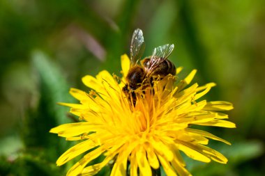 Bal arısı bahar sarısı karahindiba çiçeğinde nektar alır. Yüksek kalite fotoğraf