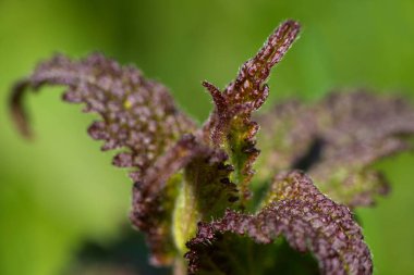 Yeşil arka planda naneli bitki yapraklarının yakın çekimi. Yüksek kalite fotoğraf