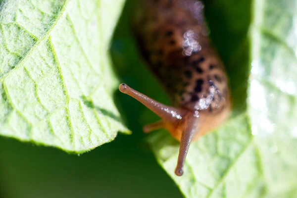 Улитка Раковины Leopard Slug Limax Maximus Семейство Limacidae Ползает Зелёных — стоковое фото