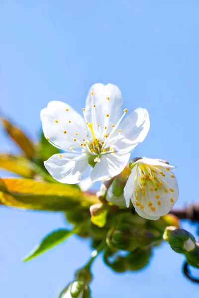 Белый Цветок Вишни Яблони Ветке Против Голубого Неба Весенний Цветок — стоковое фото