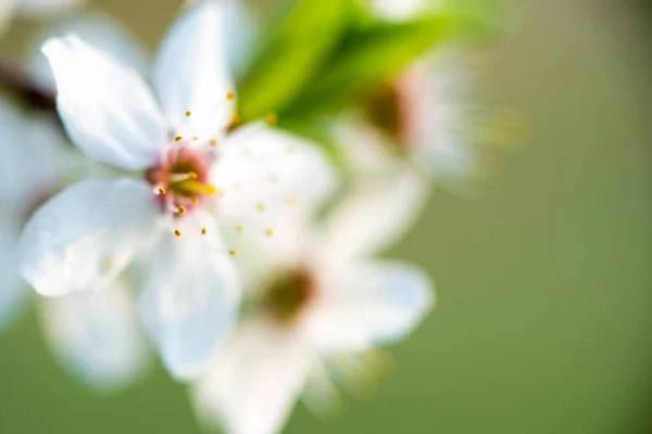 Белые Цветы Вишни Цветут Зеленом Фоне Высокое Качество Фото — стоковое фото