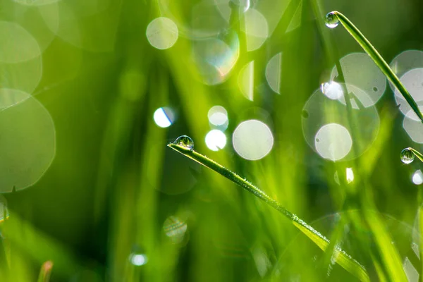 Zbliżenie Zielonych Źdźbła Trawy Kroplami Rosy Lub Deszczu Zielonym Nieostrym — Zdjęcie stockowe