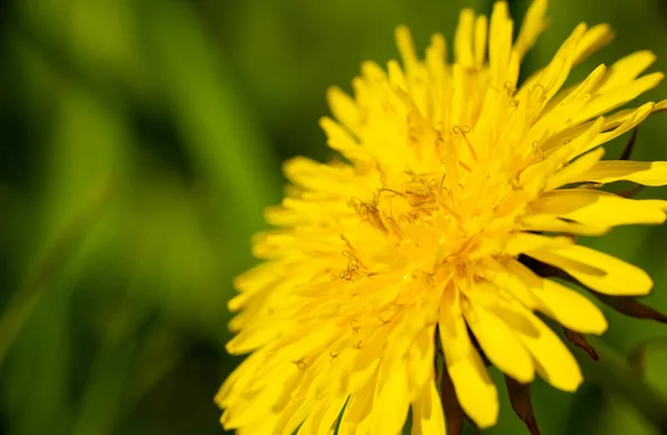 Primavera Fiore Giallo Dente Leone Sfondo Erba Verde Foto Alta — Foto Stock