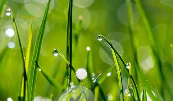 Zbliżenie Zielonych Źdźbła Trawy Kroplami Rosy Lub Deszczu Zielonym Nieostrym — Zdjęcie stockowe