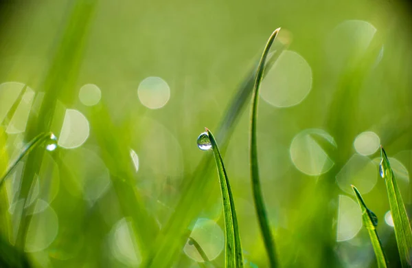 Zbliżenie Zielonych Źdźbła Trawy Kroplami Rosy Lub Deszczu Promieni Słonecznych — Zdjęcie stockowe