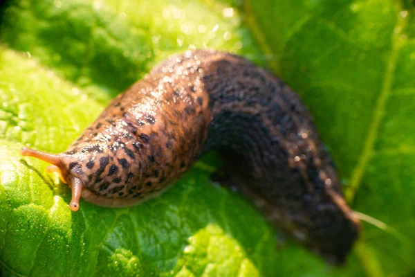 Nagy Hosszú Csiga Leopárd Csiga Limax Maximus Limacidae Család Zöld — Stock Fotó