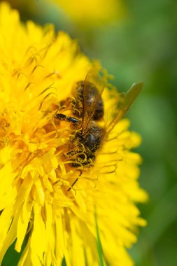 Bal arısı bahar sarısı karahindiba çiçeğinde nektar alır. Yüksek kalite fotoğraf
