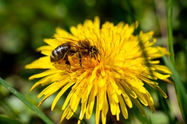 Bal arısı bahar sarısı karahindiba çiçeğinde nektar alır. Yüksek kalite fotoğraf