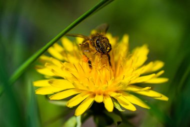 Bal arısı bahar sarısı karahindiba çiçeğinde nektar alır. Yüksek kalite fotoğraf