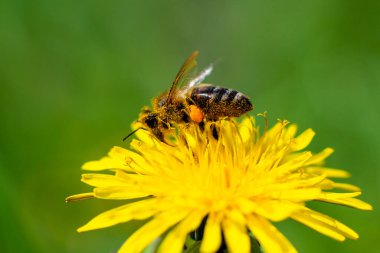 Bal arısı bahar sarısı karahindiba çiçeğinde nektar alır. Yüksek kalite fotoğraf