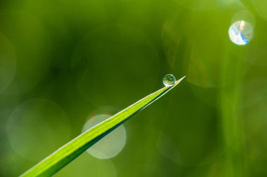 Sabah çiğ tanelerinin yakın çekimi ya da yeşil çimlerin üzerindeki yağmur damlaları, arka planda bokeh ve bulanıklık. Yüksek kalite fotoğraf
