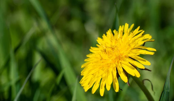 Весенний Цветок Желтый Одуванчик Зеленом Фоне Травы Высокое Качество Фото — стоковое фото