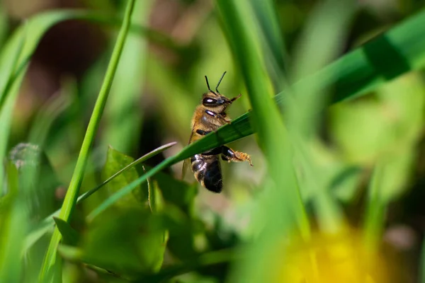 Une Abeille Mellifère Est Assise Sur Brin Herbe Verte Gros — Photo