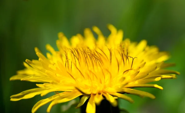 Flor Primavera Diente León Amarillo Sobre Fondo Hierba Verde Foto — Foto de Stock